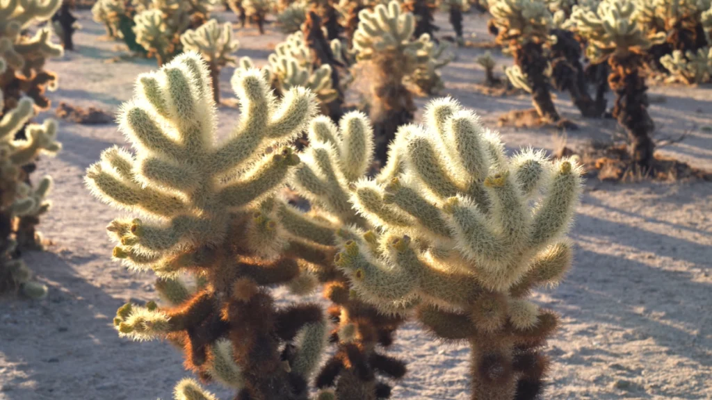 Cholla Cactus
