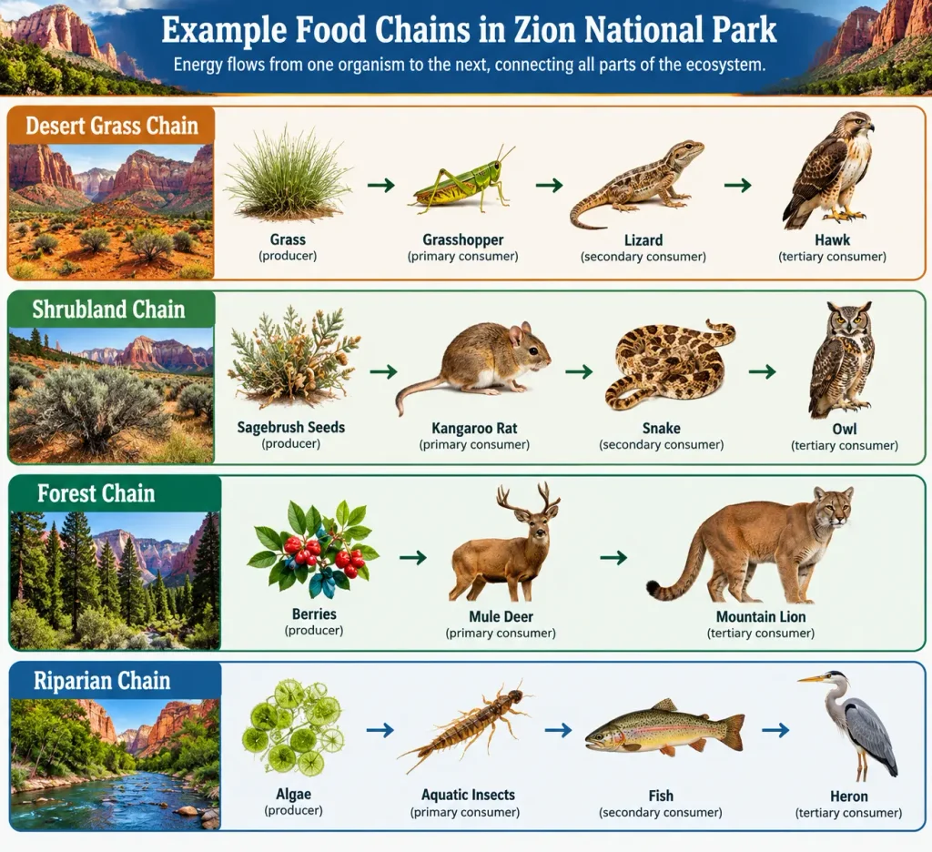 Zion National Park food web showing example food chains among grasses, insects, lizards, hawks, rodents, snakes, owls, mule deer, mountain lions, algae, fish, and herons.
